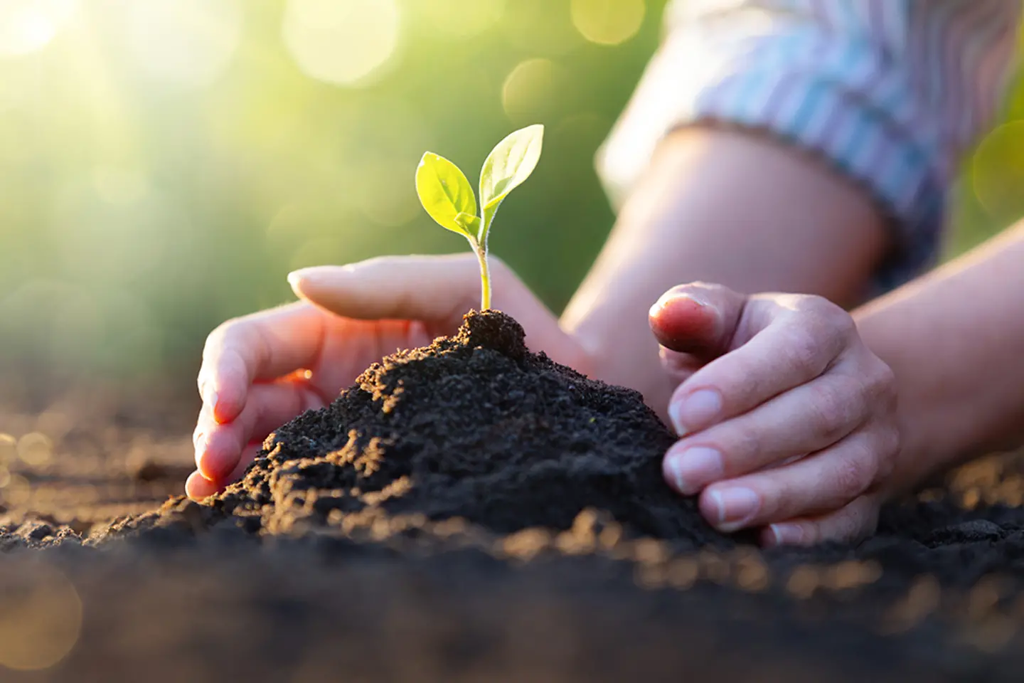 Woman's hands protect a small plant growing from soil